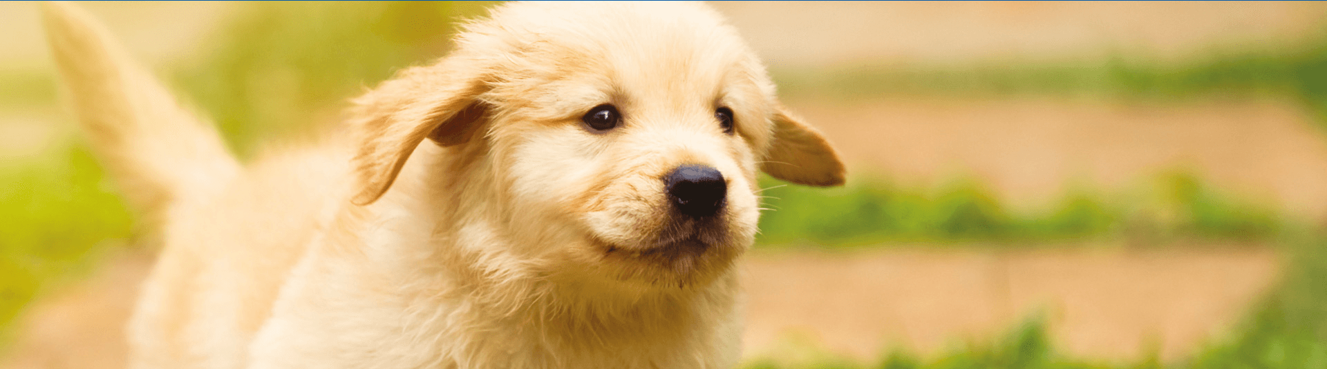 Filhote de cachorro