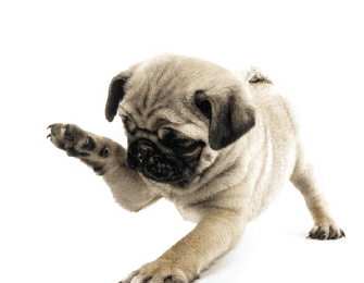 Pug Porto Filhote